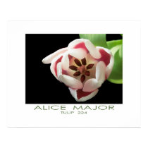 Tulip  224 posters