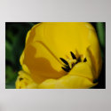 Tulip Abstract posters