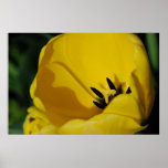 Tulip Abstract Posters