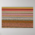 Tulip agriculture posters