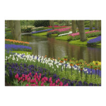 Tulip and hyacinth garden, Keukenhof Gardens,