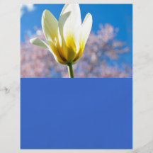 Tulip-and-sky1579 WHITE YELLOW TULIP FLOWER BLUE S Full Color Flyer