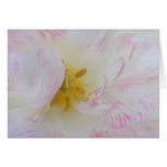 tulip angelique blank card