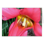 Tulip before the slugs cards