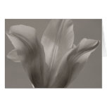 Tulip Black and White Greeting Card