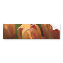 Tulip Blossoms Bumper Stickers