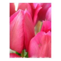Tulip Bulbs Postcards