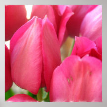 Tulip Bulbs Poster Print