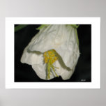Tulip Camelia posters