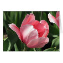 Tulip cards