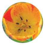 Tulip Centre Sticker