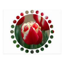 Tulip Design Postcard