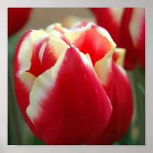 Tulip Design Poster Print