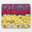 Tulip display garden in the Skagit valley, mousepads