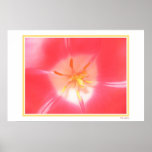 Tulip Enlightened posters