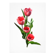 Tulip Family Personalised Announcement