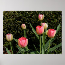 Tulip Family ~ print
