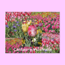 tulip festival, Canberra, Australia postcard