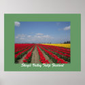 Tulip Festival, Skagit Valley Tulip Festival posters
