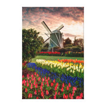 Tulip Festival Stretched Canvas Print