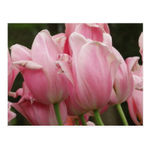 Tulip Festivals Postcard