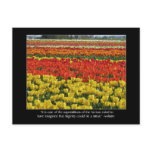 Tulip Field and Voltaire Quote postcards