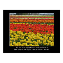 Tulip Field and Voltaire Quote Postcards