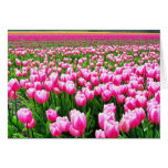 TULIP FIELD, KEUKENHOF GARDENS, HOLLAND cards