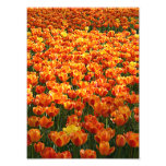 Tulip Field Photograph
