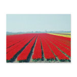 Tulip Fields Postcard