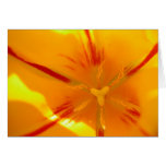 Tulip Flare