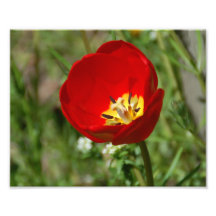 Tulip Flower Photo