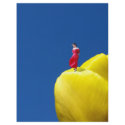 Tulip flyers