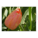 Tulip from Central Park cards