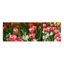 Tulip Garden DSC0855