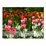 Tulip Garden DSC0855 Postcard