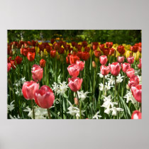 Tulip Garden DSC0855