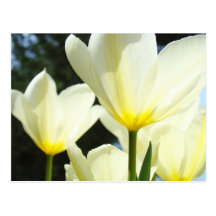 Tulip Garden postcards Custom White Tulips
