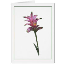 Tulip Ginger Botanical Note Card