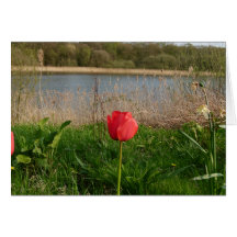Tulip Greeting Card