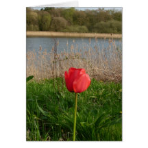 Tulip Greeting Card