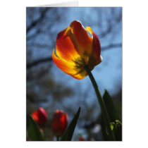 Tulip in Bloom Card