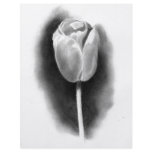 TULIP IN PENCIL: REALISM ART flyers