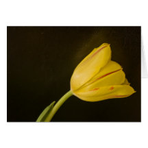 Tulip in Profile Greeting Cards