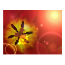 Tulip in Sunlight Postcard