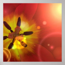 Tulip in Sunlight Poster
