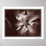 Tulip Macro Print