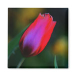 Tulip Magnet