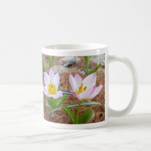 Tulip Melange ~ mug