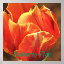Tulip On Fire Print